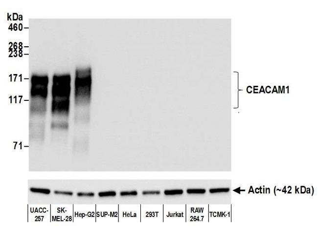 CEACAM1 Antibody in Western Blot (WB)