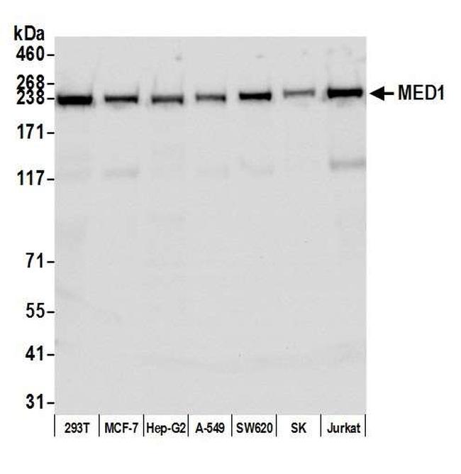 MED1 Antibody in Western Blot (WB)