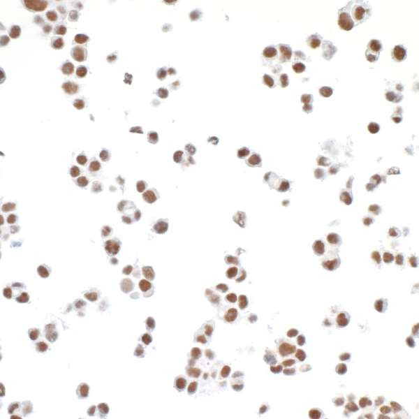 MED1 Antibody in Immunocytochemistry (ICC/IF)