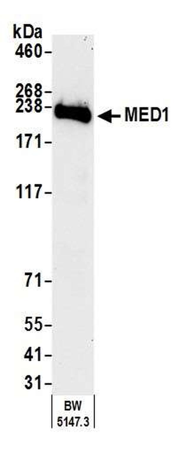 MED1 Antibody in Western Blot (WB)