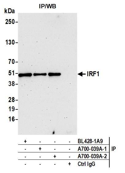 IRF1 Antibody in Immunoprecipitation (IP)