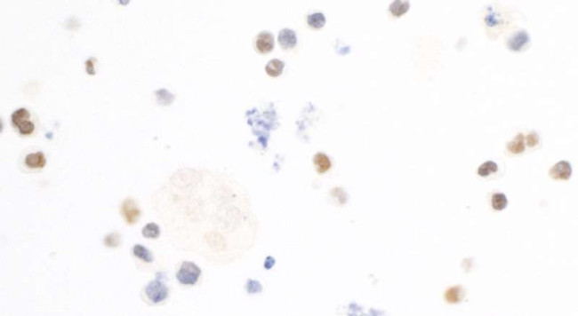 c-Maf Antibody in Immunocytochemistry (ICC/IF)