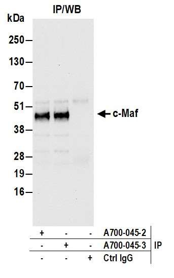 c-Maf Antibody in Immunoprecipitation (IP)