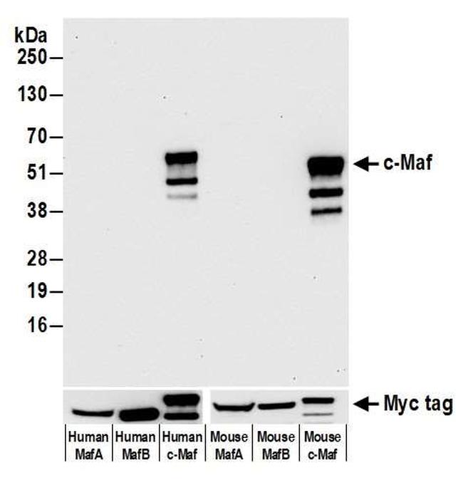 c-Maf Antibody in Western Blot (WB)
