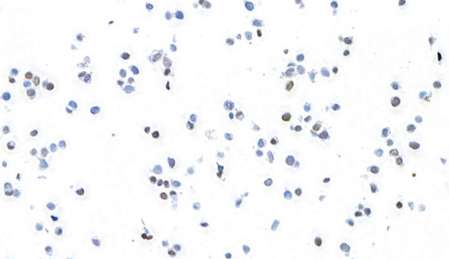 MafB Antibody in Immunocytochemistry (ICC/IF)