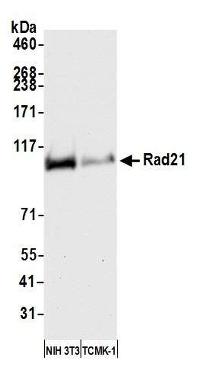 Rad21 Antibody in Western Blot (WB)