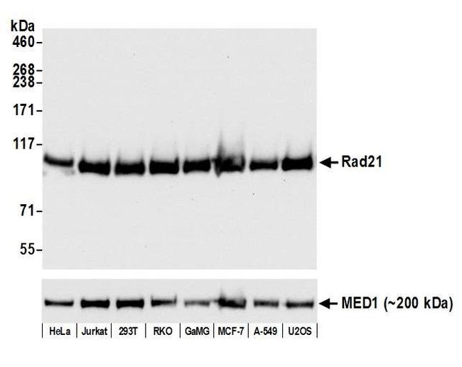 Rad21 Antibody in Western Blot (WB)