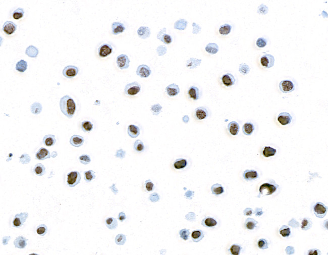 gamma-H2AX Antibody in Immunocytochemistry (ICC/IF)