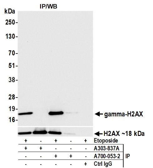 gamma-H2AX Antibody in Immunoprecipitation (IP)