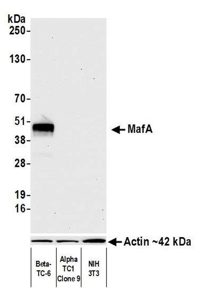 MafA Antibody in Western Blot (WB)