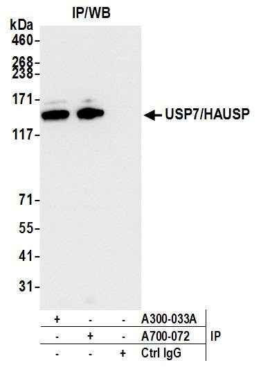 USP7/HAUSP Antibody in Immunoprecipitation (IP)