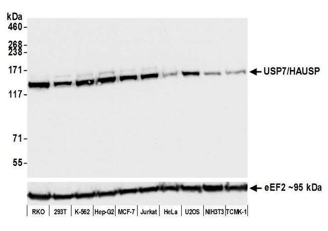 USP7/HAUSP Antibody in Western Blot (WB)