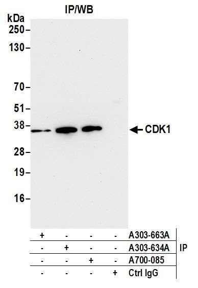 CDK1 Antibody in Immunoprecipitation (IP)