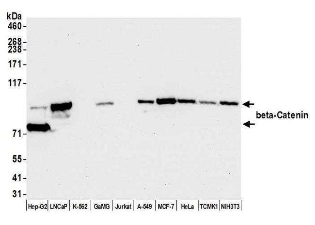 beta Catenin Antibody in Western Blot (WB)