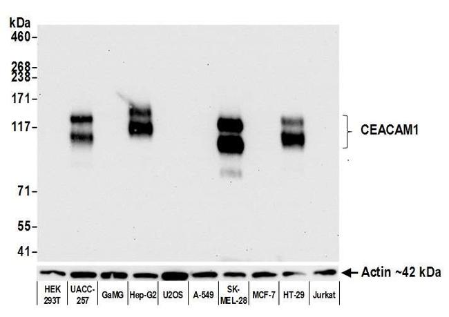 CEACAM1 Antibody in Western Blot (WB)