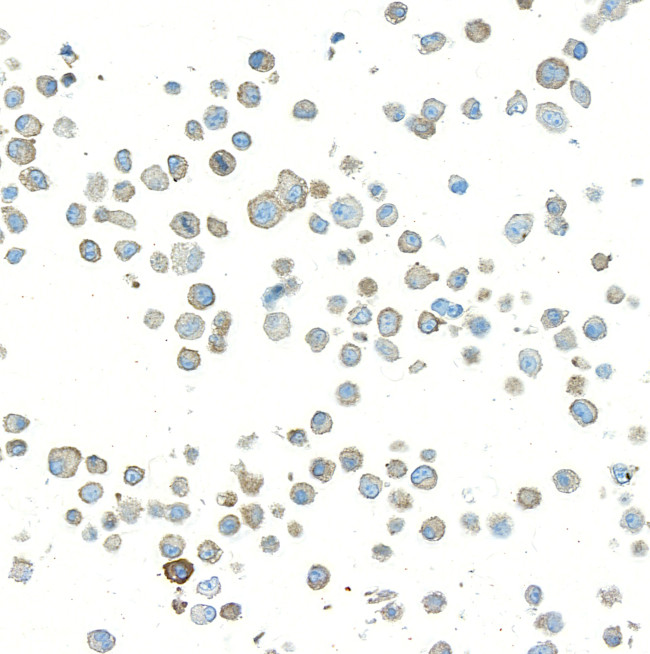 TJP1/ZO-1 Antibody in Immunocytochemistry (ICC/IF)