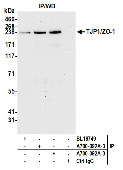TJP1/ZO-1 Antibody in Immunoprecipitation (IP)