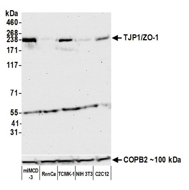 TJP1/ZO-1 Antibody in Western Blot (WB)