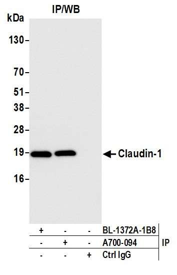 Claudin-1 Antibody in Immunoprecipitation (IP)