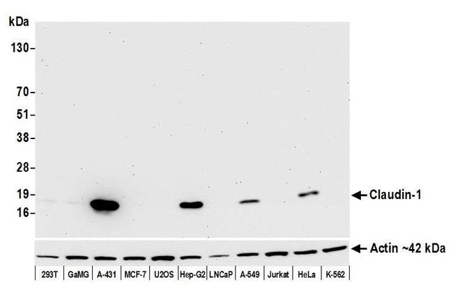 Claudin-1 Antibody in Western Blot (WB)