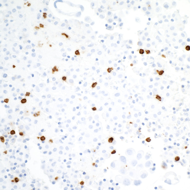 CEACAM8/CD66b Antibody in Immunohistochemistry (Paraffin) (IHC (P))