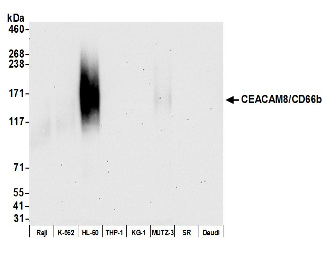 CEACAM8/CD66b Antibody in Western Blot (WB)
