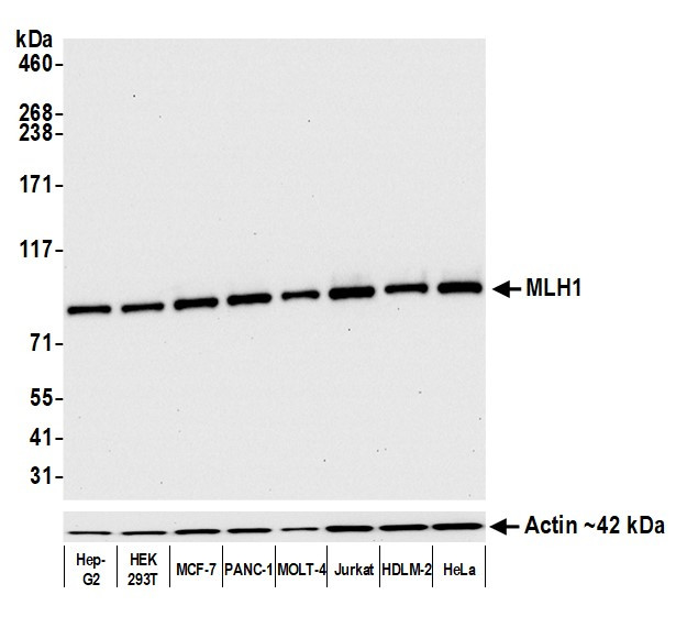 MLH1 Antibody in Western Blot (WB)