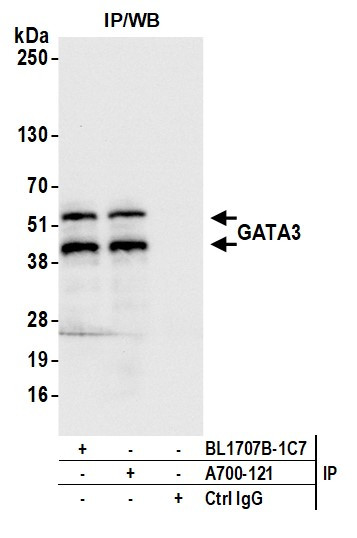 GATA3 Antibody in Immunoprecipitation (IP)