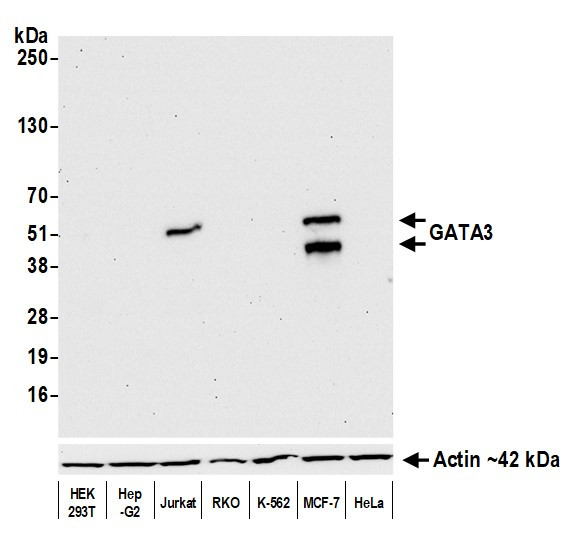 GATA3 Antibody in Western Blot (WB)