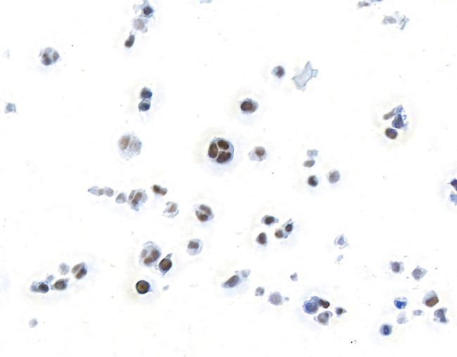 RUNX3 Antibody in Immunocytochemistry (ICC/IF)