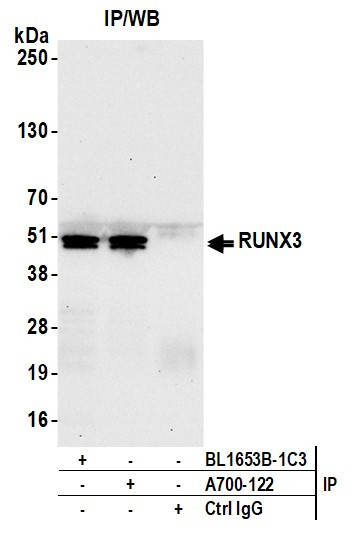 RUNX3 Antibody in Immunoprecipitation (IP)