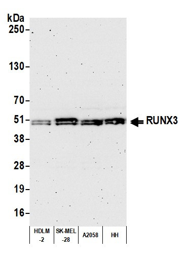 RUNX3 Antibody in Western Blot (WB)