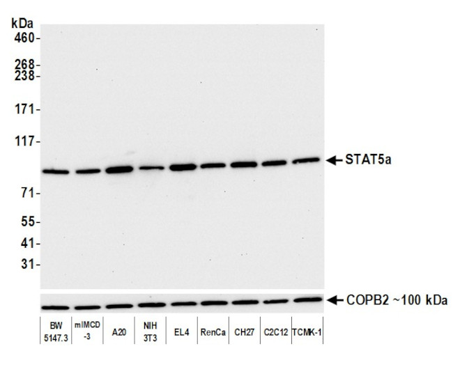 STAT5a Antibody in Western Blot (WB)