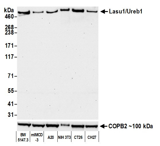 Lasu1/Ureb1 Antibody in Western Blot (WB)