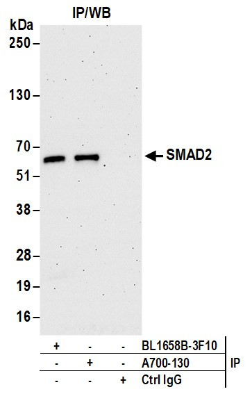 SMAD2 Antibody in Immunoprecipitation (IP)