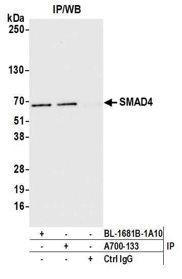 SMAD4 Antibody in Immunoprecipitation (IP)