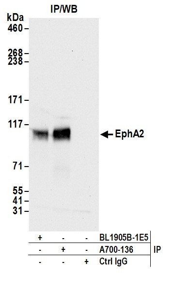 EphA2 Antibody in Immunoprecipitation (IP)