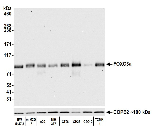 FOXO3a Antibody in Western Blot (WB)