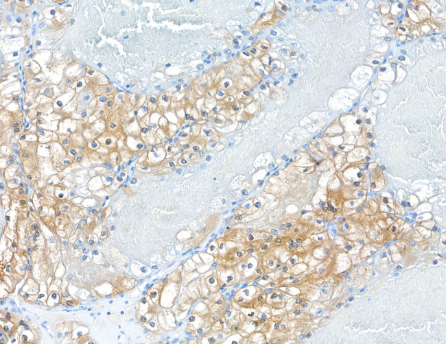 MIF Antibody in Immunohistochemistry (Paraffin) (IHC (P))