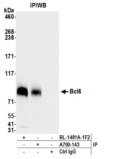 Bcl6 Antibody in Immunoprecipitation (IP)