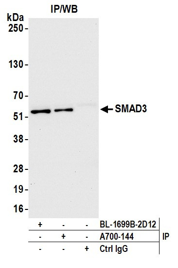 SMAD3 Antibody in Immunoprecipitation (IP)