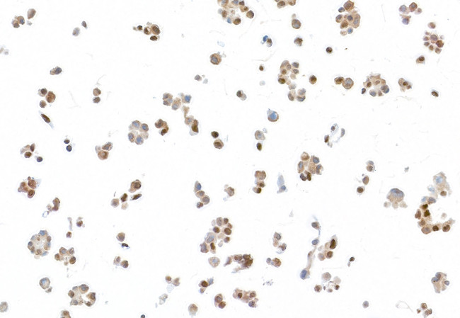 UBQLN4/CIP75/Ubiquilin 4 Antibody in Immunocytochemistry (ICC/IF)