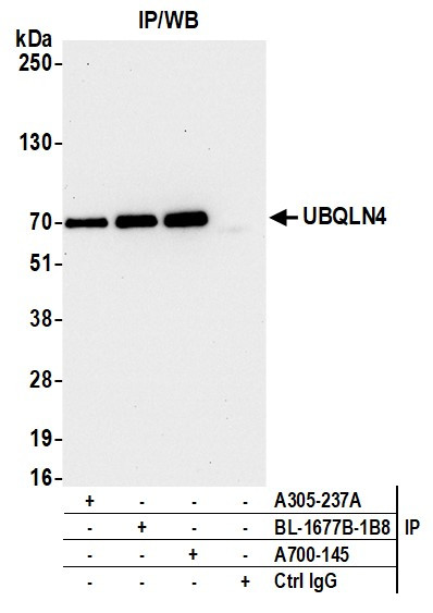 UBQLN4/CIP75/Ubiquilin 4 Antibody in Immunoprecipitation (IP)