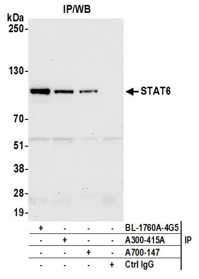 STAT6 Antibody in Immunoprecipitation (IP)