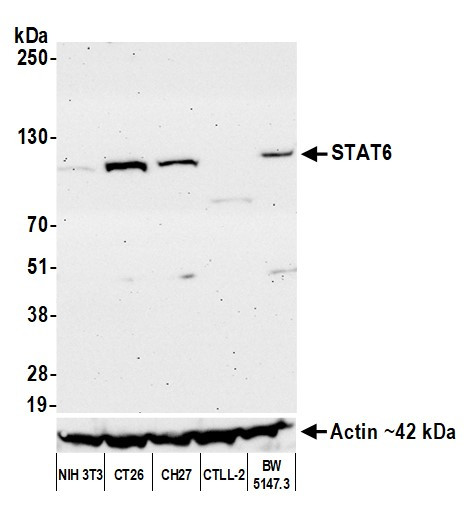 STAT6 Antibody in Western Blot (WB)
