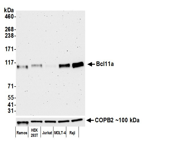 Bcl11a Antibody in Western Blot (WB)