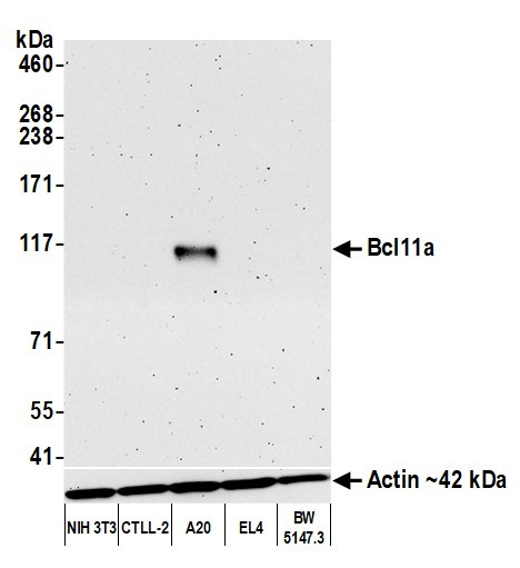 Bcl11a Antibody in Western Blot (WB)