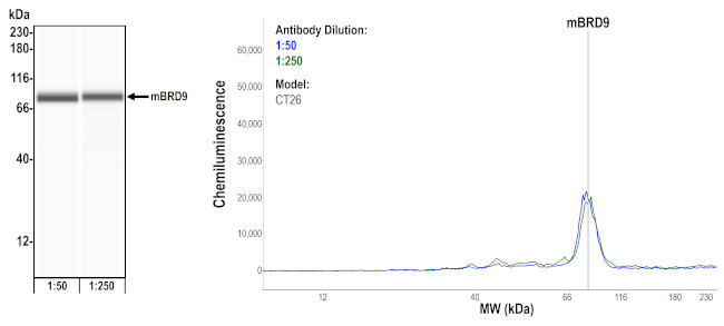 BRD9 Antibody in Gel Shift (GS)