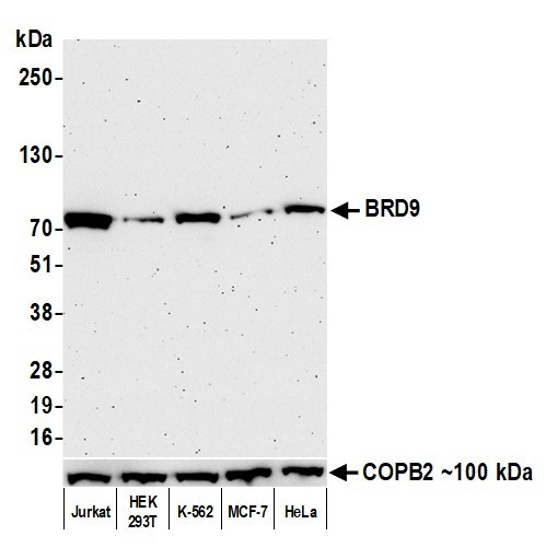 BRD9 Antibody in Western Blot (WB)