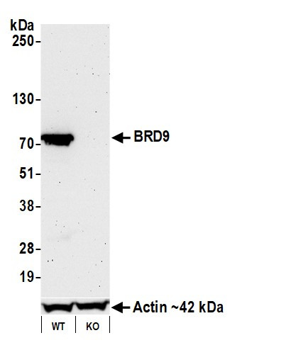 BRD9 Antibody in Western Blot (WB)